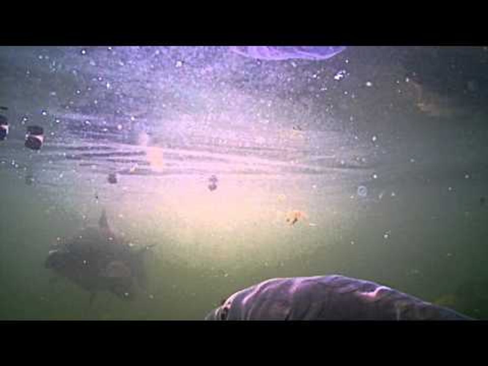 Pellets and carp underwater