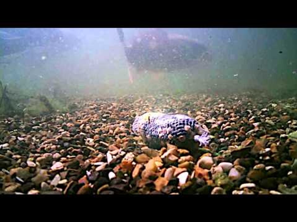 How long do your PVA bags really last underwater?