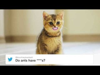 heat's Twitter Awards 2015 | Twitter Kittens: Kourtney Kardashian