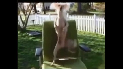 ÇİFTETELLİ OYNAYAN KÖPEĞİM