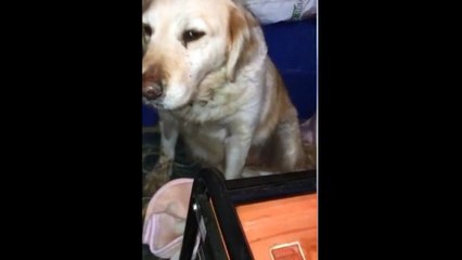 AGLAYAN KOPEK 7 YILDAN SONRA SOKAGA ATILDI