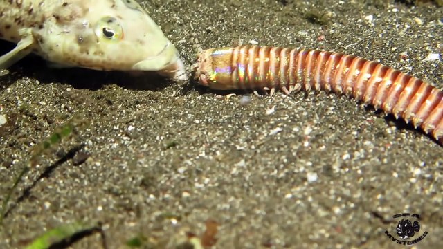 Animal cauchemardesque : ce ver avale les poissons vivants. Bobbit Worm