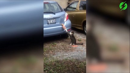 Juste un chat qui joue avec une main