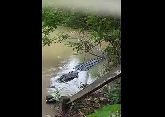 Un crocodile de 7m approche du bord en Indonésie. Impressionnant