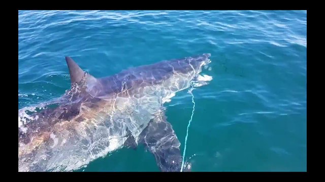 Un grand requin blanc vient voler la prise de ce pecheur