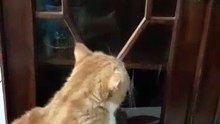 Cute Cat - Lulu in the closet