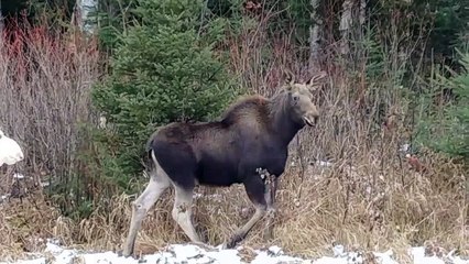Rare White Moose Spotted with Twin Calves