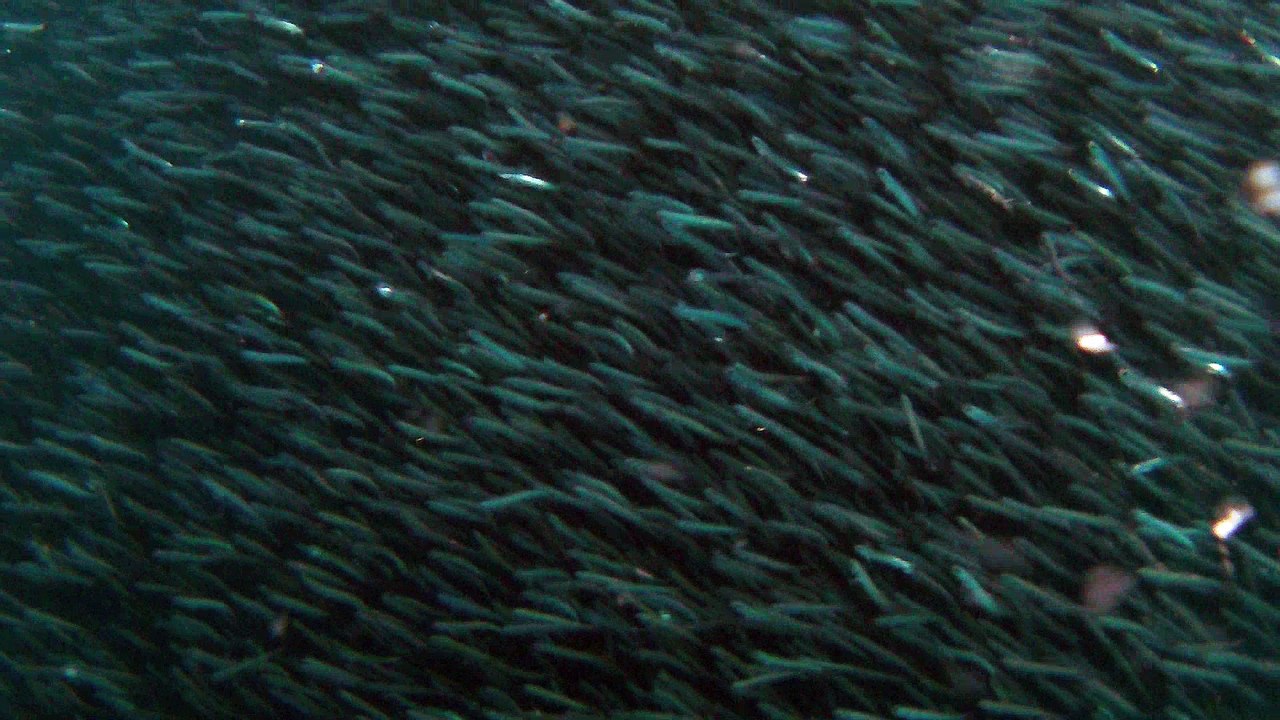 rassemblement d'anchoies