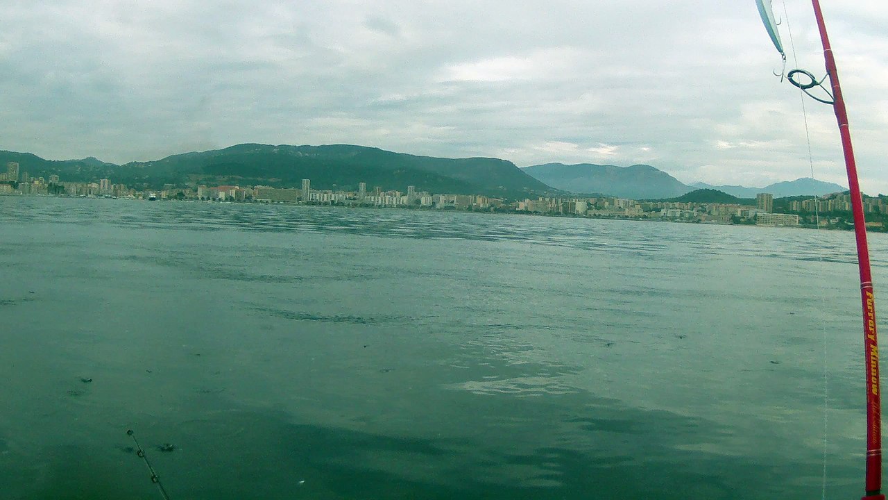 attente chasses sur bande d'anchoies