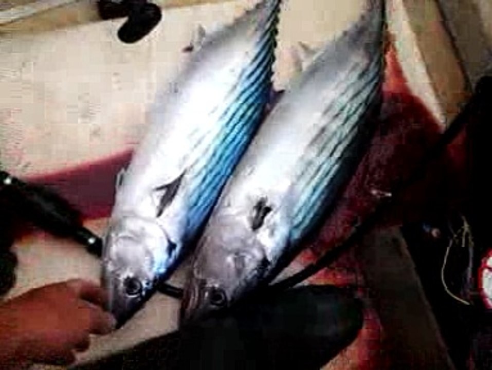 retours pêche 2 pélamides