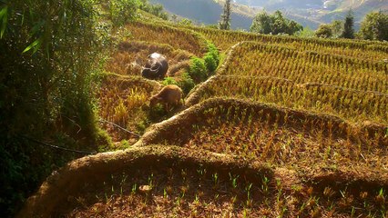 Mu cang chai . Rizières  du village de de la pan tan
