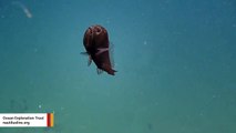 Deep-Sea Expedition Crew Spots A Ferocious—And Cute—Fangtooth