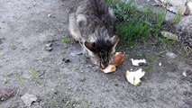 Hungry cat is eating bread.The dog is drooling. [Cat life on the street] .