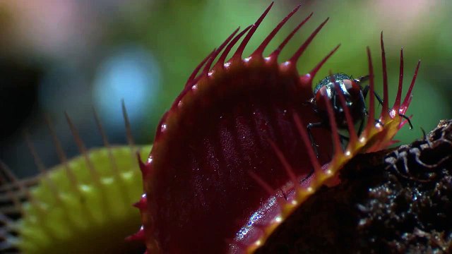 OCP Bed Bug Exterminator in Chicago IL