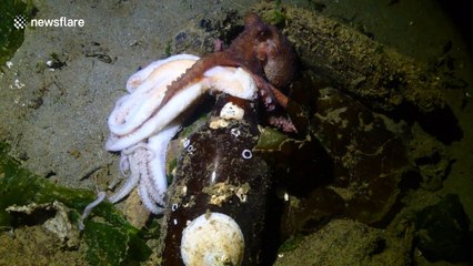 Concerned octopus checks on dead friend