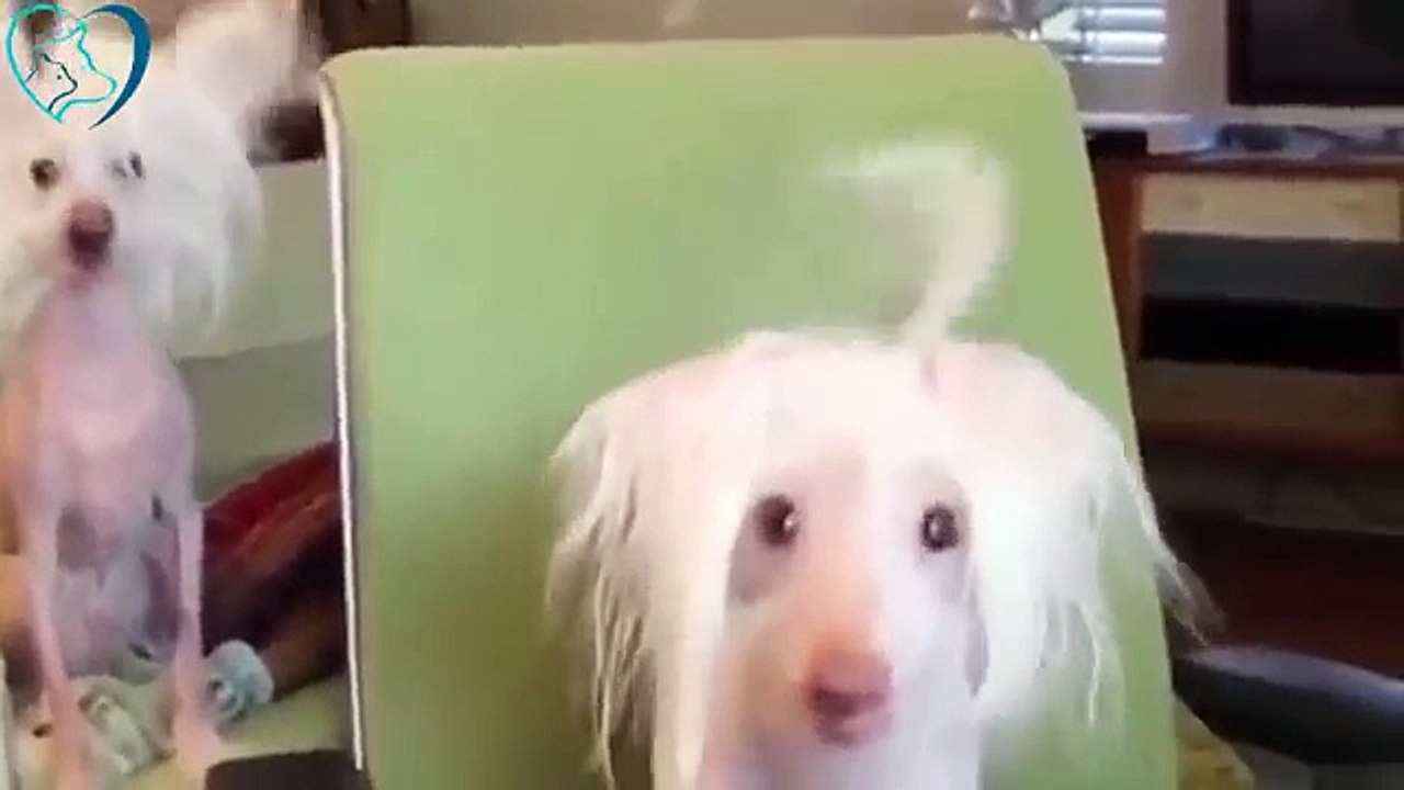 Funny Dogs Dancing Viral Vedio 2018 - Try Not To Laugh!