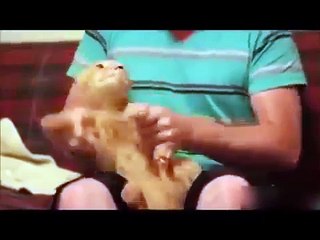 TOP Funny Cat and Dog Dancing and Singing New Vedios 2018