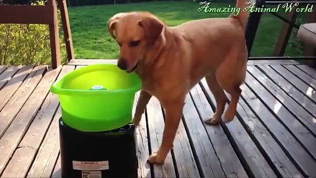 DOGS DANCING - Cutest, Funniest Puppies And Big Dog Viral Videos