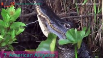 LARGEST CROCODILES IN THE WORLD, When Biggest Crocodiles Attack