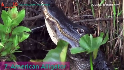 LARGEST CROCODILES IN THE WORLD, When Biggest Crocodiles Attack