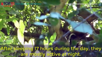 Laziest Animal Species in the World , Squirrel, Sloth, Koala, Opossum...