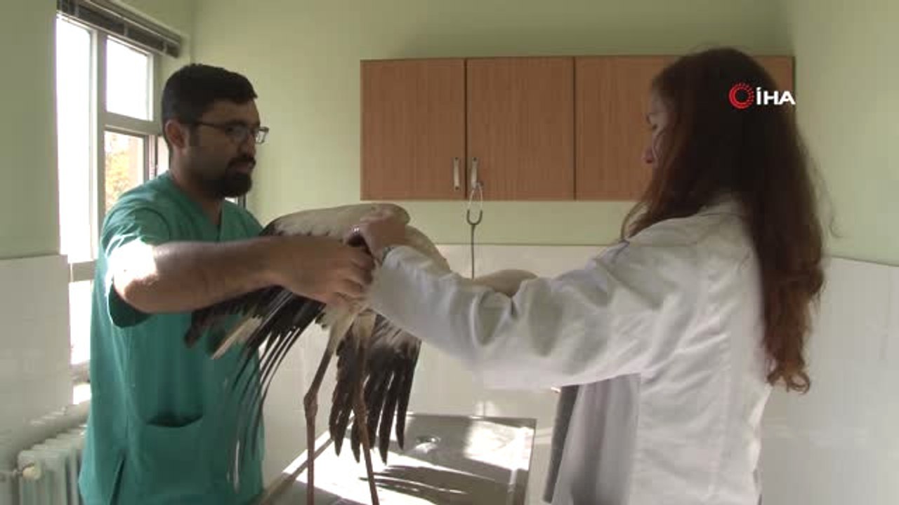 Kanadı Kırık Leyleğe Fizik Tedavi Uygulanıyor