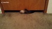 Adorable cat successfully squeezes himself under tiny gap below door