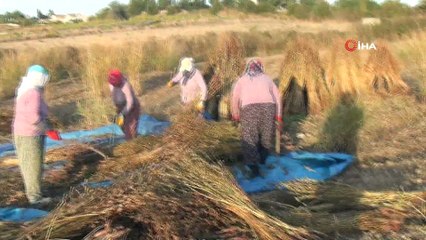 Tarladan toplanamadan hırsızların hedefi oldu
