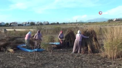 Tarladan Toplanamadan Hırsızların Hedefi Oldu