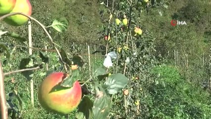 Piraziz Elmasının Hasadına Başlandı