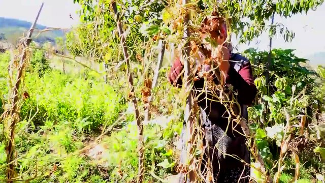 Üç asırlık tohumla ürettikleri fasulye lezzetiyle fark yaratıyor - KÜTAHYA