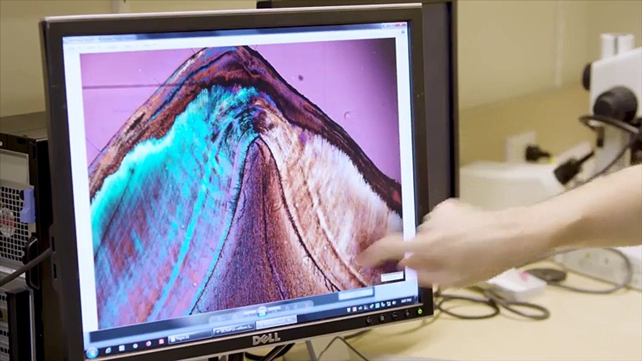 Scientists Study Remains Of Neanderthal Children