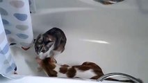 Funny Cute Cats - Cats playing with curiousity