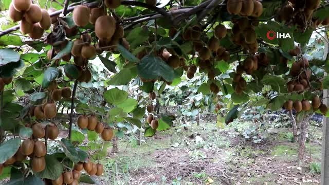 Yalova'da Kivi Hasadı Başladı...bu Yıl Rekolte Beklentisi 25 Bin Ton Kivi