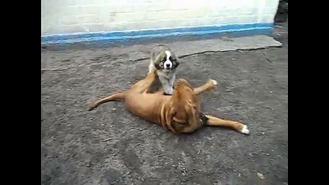 Mad and crazy Dogue de Bordeaux is the most positive and kind dog the best video with a mastiff