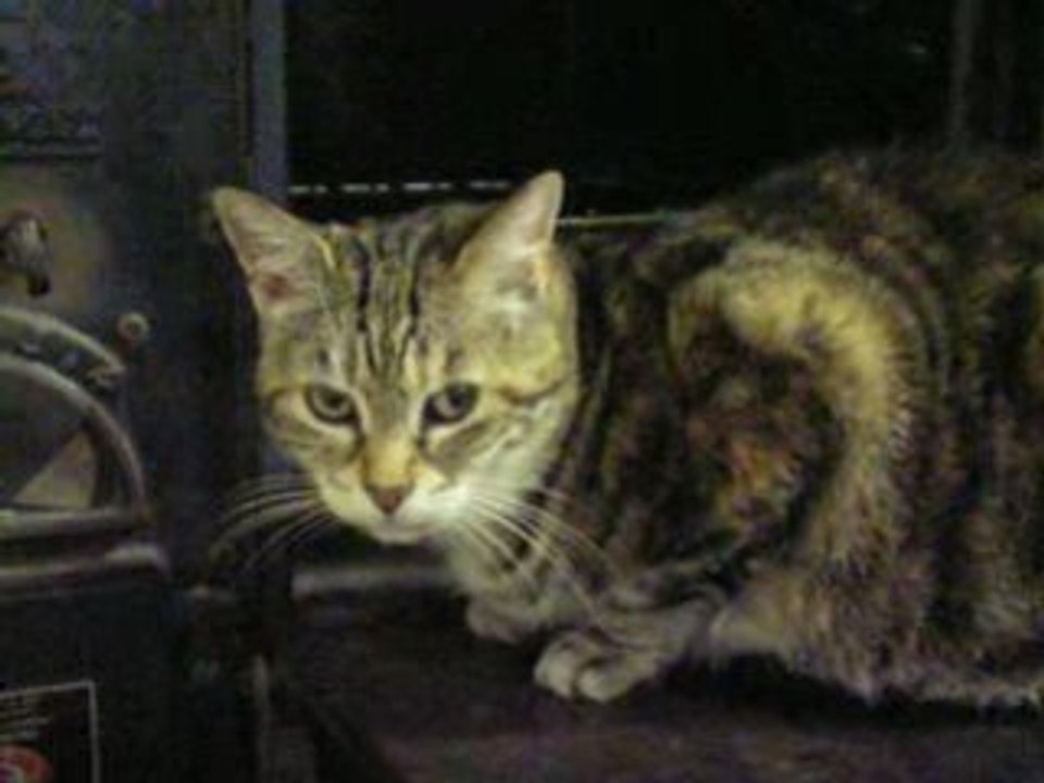 Loulou fait ronron à la cuisinière