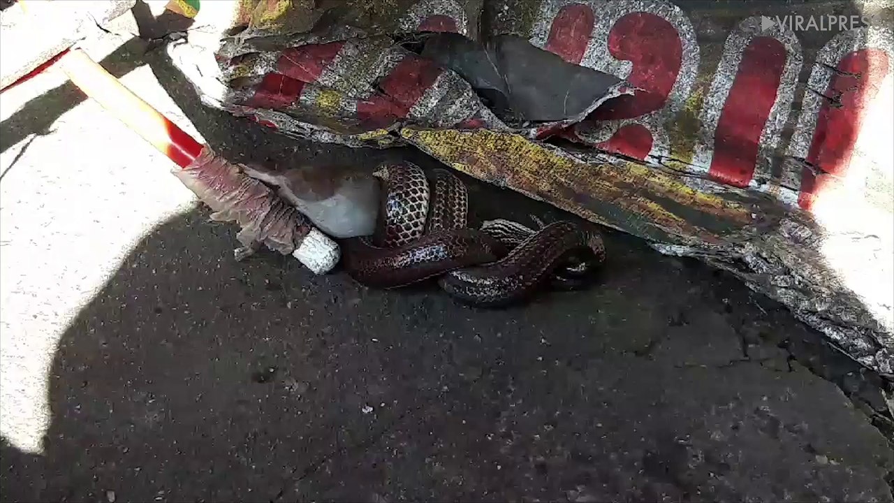 Sunbeam Snake Catches A Rat