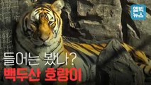 [엠빅비디오] MBC 단독 평양 취재영상 대방출! 평양 동물원에서 만난 백두산 호랑이