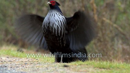 Kalij Pheasant in Bhutan - Beautiful spring-time display