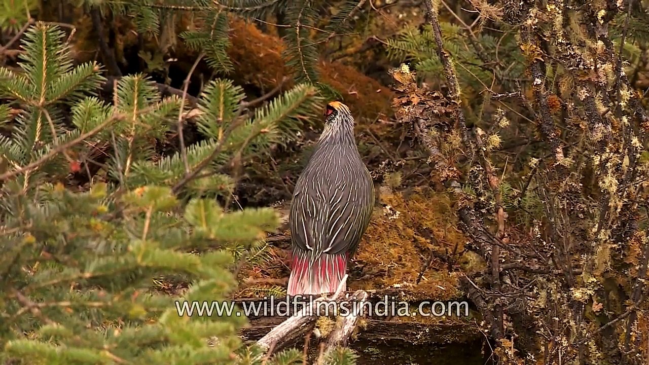 Most beautiful bird Blood pheasant in the wild in eastern Himalaya