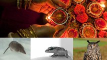 Diwali: Signs that show luck | दीपावली पर इन 5 जीवों का दिखना माना जाता है बेहद शुभ | Boldsky