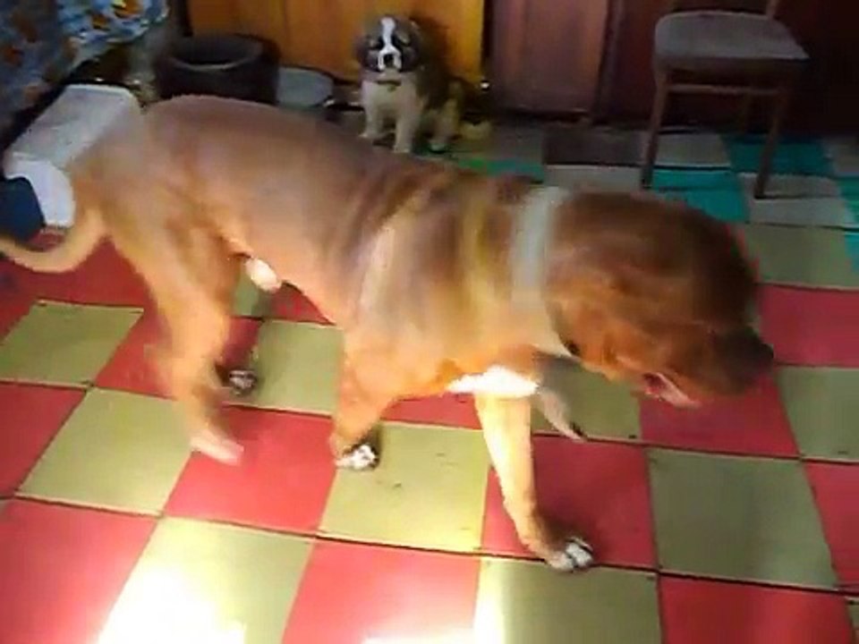 Acquaintance of a Moscow watchdog puppy with dogs, Bordeaux Dog Doberman and Central Asian Shepherd Dogs