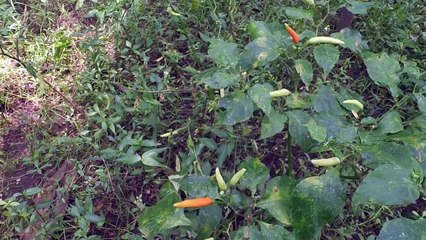 Tips & trik Penanaman cabe