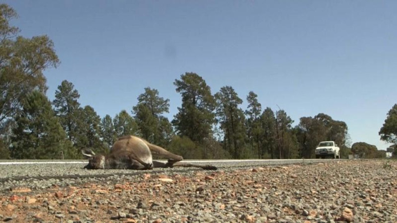 Australien: Dürre treibt Kängurus in den Tod