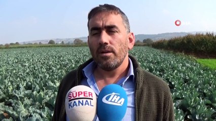 Karnabahar, lahana ve brokolide rekolte sevindiriyor