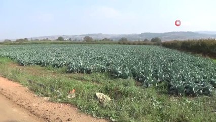 Karnabahar, Lahana ve Brokolide Rekolte Sevindiriyor