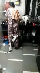 Paltu billi ka sath eaicha pear kahi nehi dekhe honge..