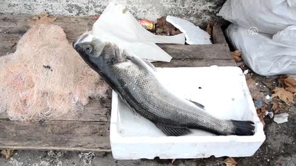 Bir Metrelik Levrek 700 Liraya Satıldı