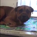 Cachorro de coração partido chora depois de perceber que foi abandonado