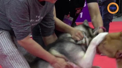 Un pitbull attaque un husky lors d'un concours !